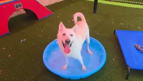 Bodhi- Diamond Dog! $75 Adoption Fee!