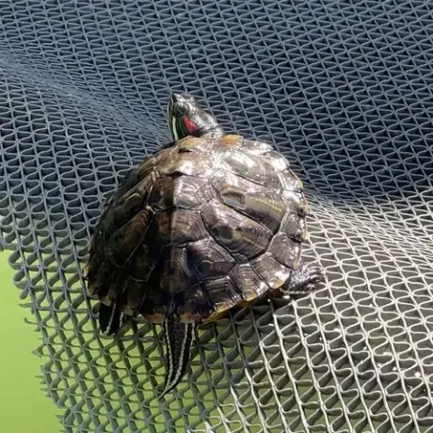 Red Eared Slider Turtles! photo 2