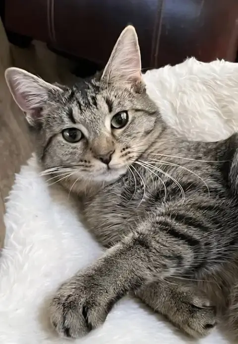 Kitten Miss Rey Rey photo 4