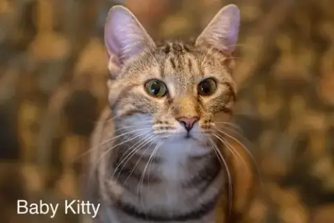 Baby Kitty photo 2