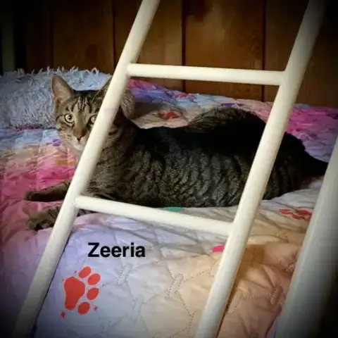 Zeeria photo 2