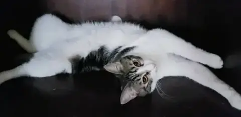 Sharleen #Stunning-Whiskers photo 5