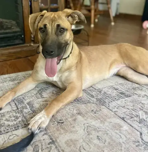 Nala photo 2