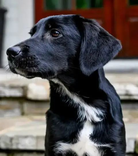 Puppy Misty photo 2