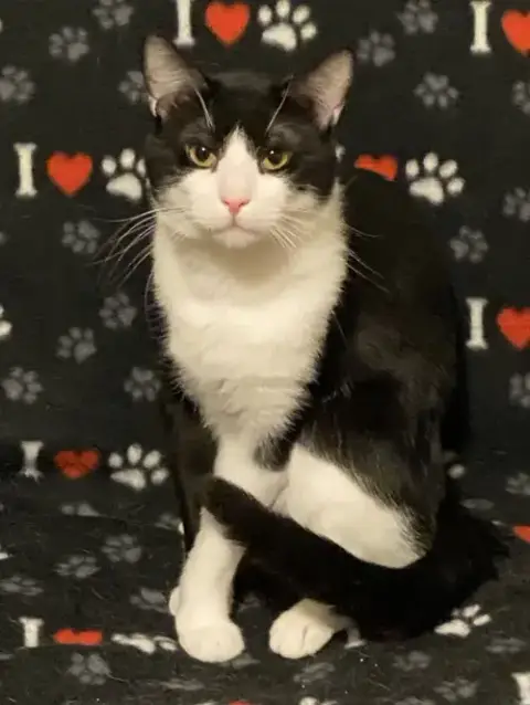 Domino photo 2