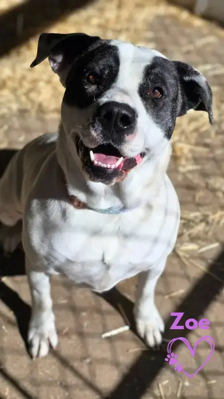 Zoe photo 2