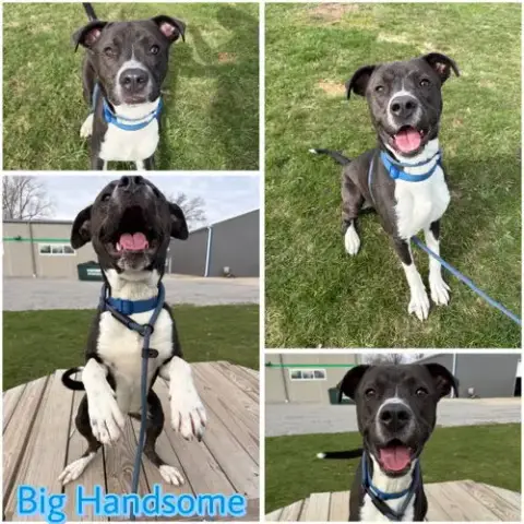 Big Handsome