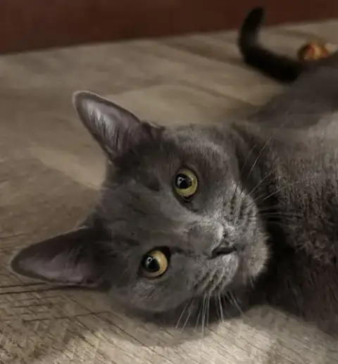 Olive photo 5