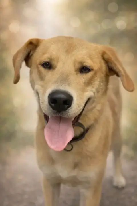 George: Not At Shelter photo 3