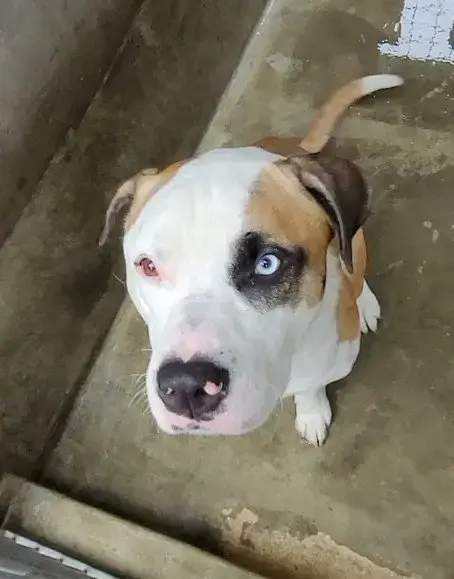 Duke