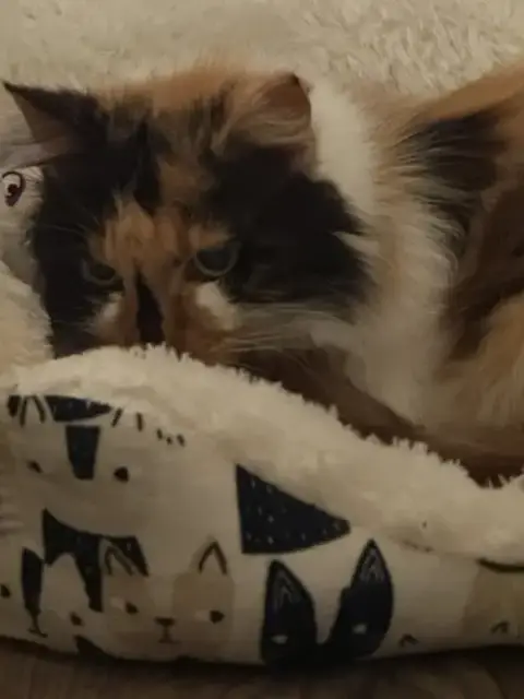 Calico Jones photo 3