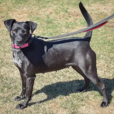 Pepper photo 2