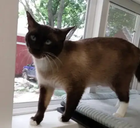 Harmony * In Foster * photo 2