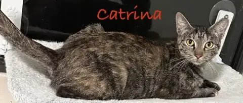 Catrina photo 3