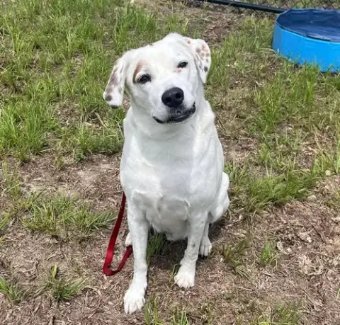 Finn