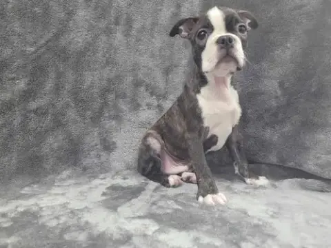 Rocky photo 3