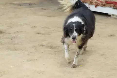 Mowgli photo 5