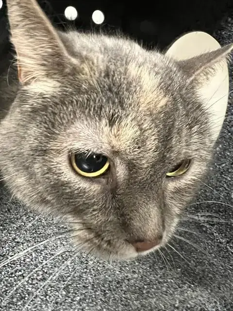 Nala