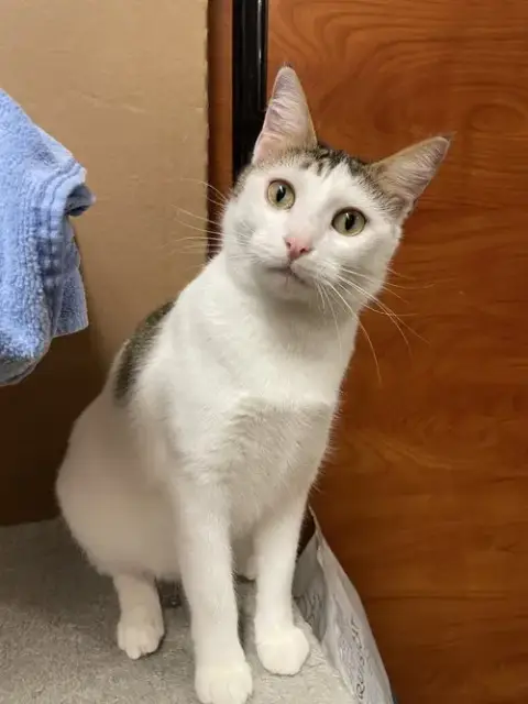 Sofia