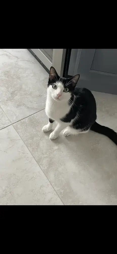 Oreo photo 2