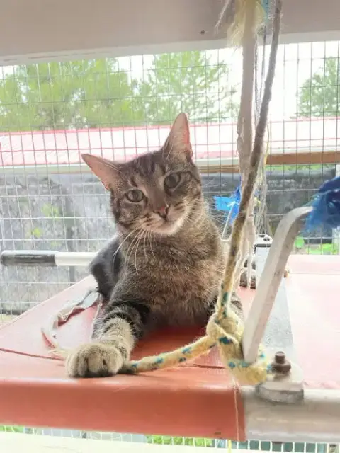 Tigger photo 4
