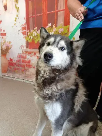 Akela