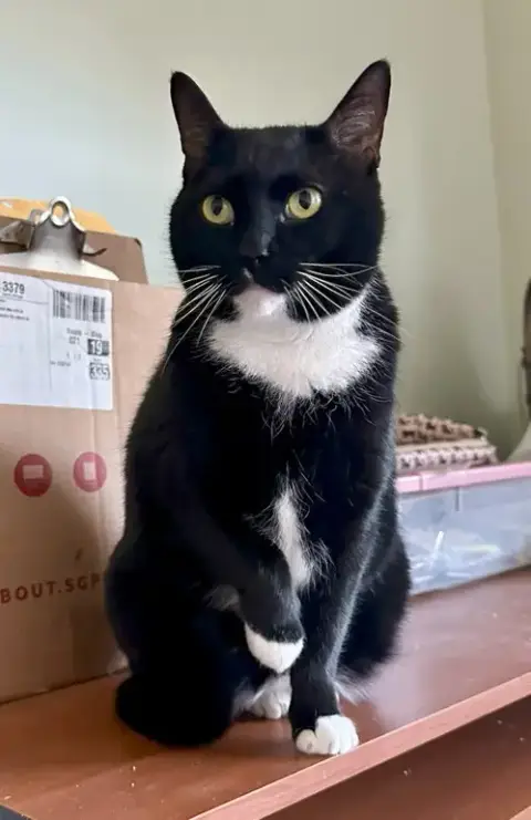 Mittens