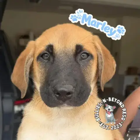The M Litter: Marley photo 4