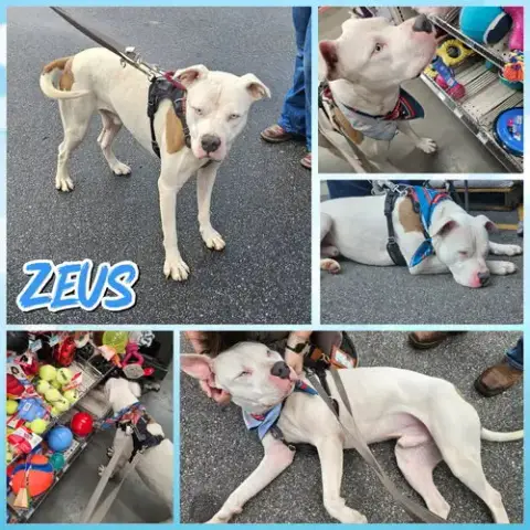 Zeus photo 2