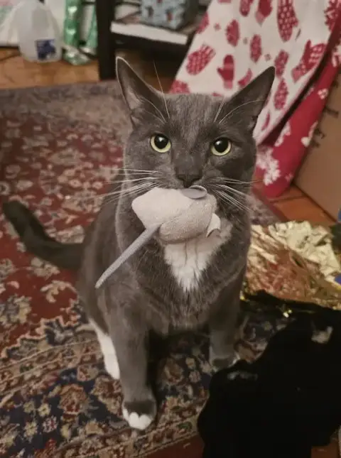 Bruce