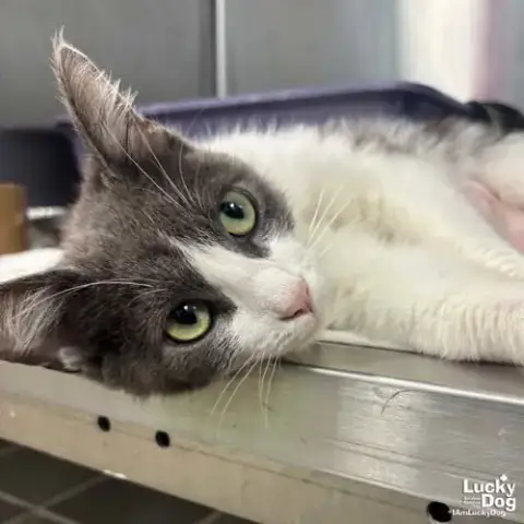 Allie Cat
