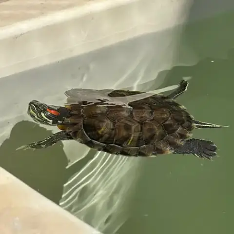 Red Eared Slider Turtles!