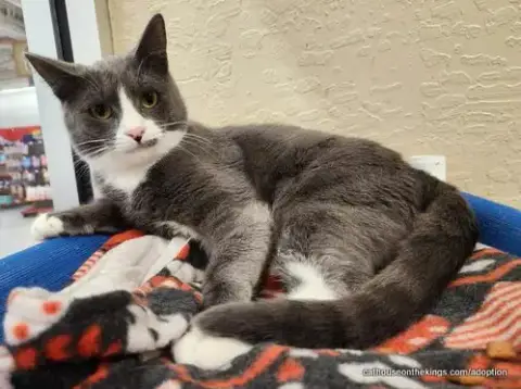 Isabella