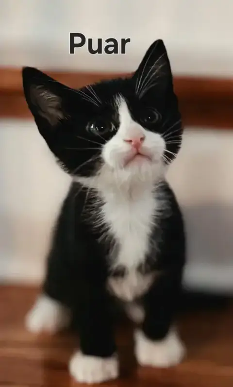 Kitten Puar photo 2