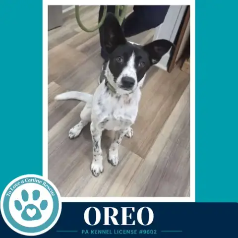 Oreo 060626 photo 2