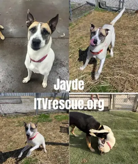 Jayde photo 2