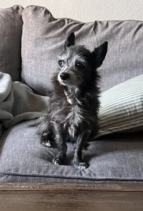Gidget photo 2
