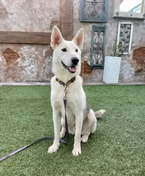 Jake