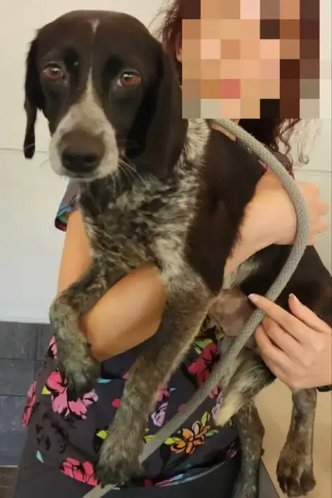 Ada *Adopt Or Foster* photo 2
