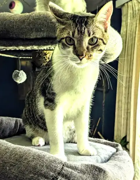 Kitten Herman photo 2