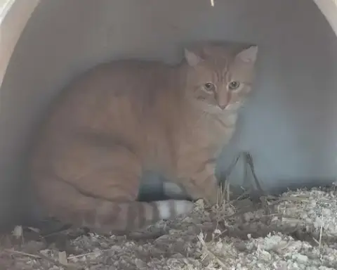 Duncan