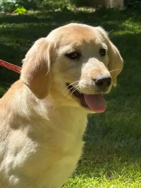 Bella/ Adopted