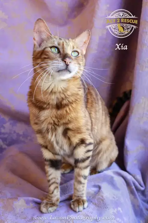 Xia photo 4