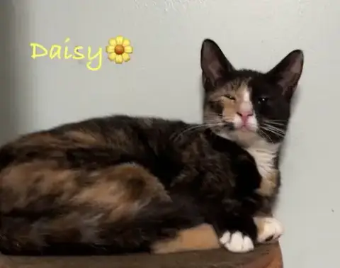 Daisy photo 2