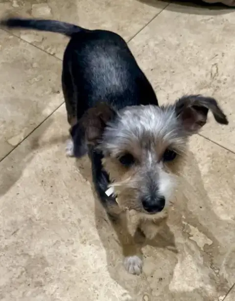 Hypoallergenic Yorkshire Terrier Meg photo 3