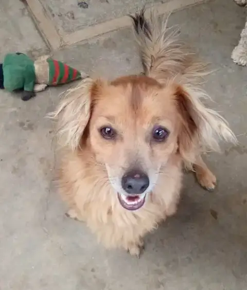 Arlo- See Buddy For Pure Red