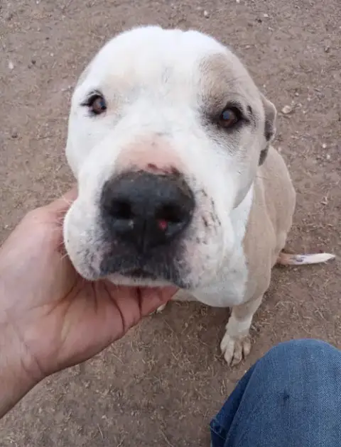 Sadie