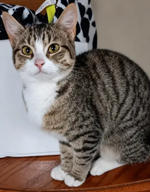 Kitten Eenie photo 2