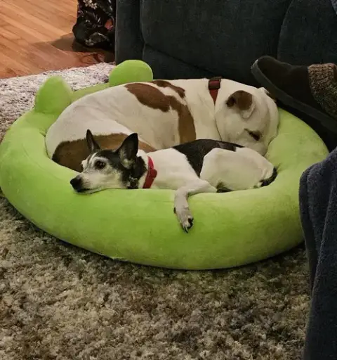 Odie photo 4