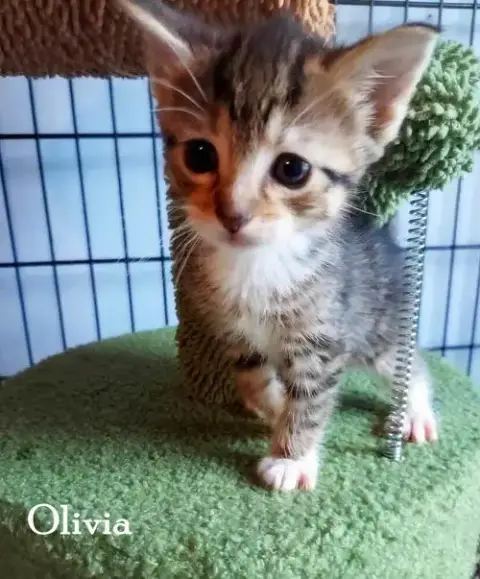 Olivia photo 2